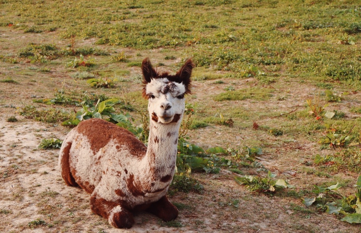 Alpacawandeling 🦙